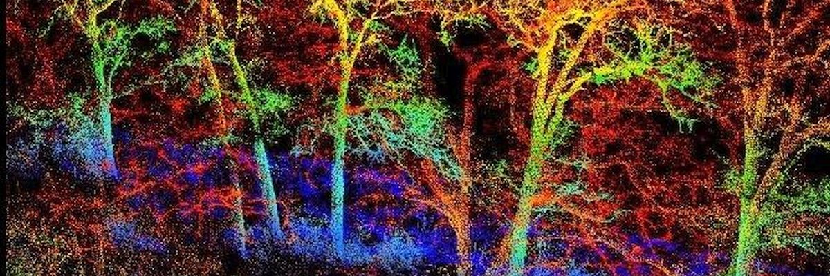 Terrestrial LiDAR scan of Oak trees